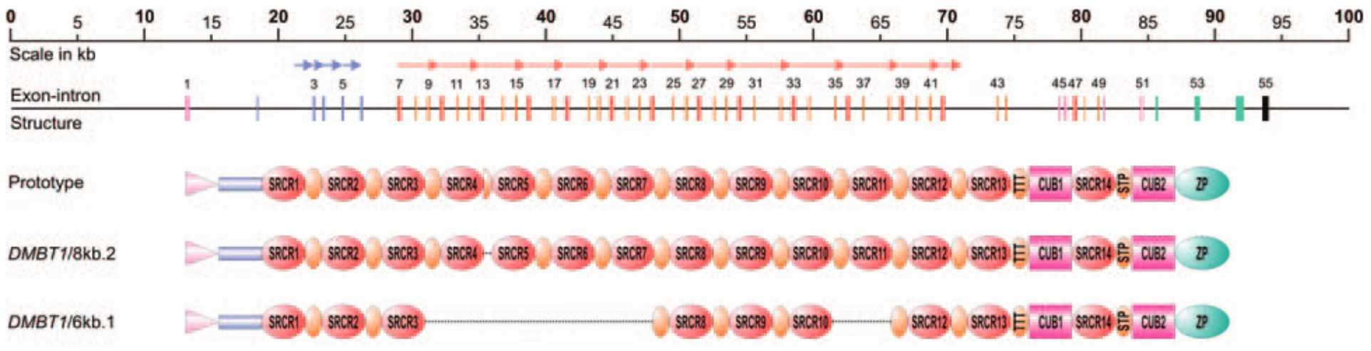 Structure of the genomic DMBT1 locus.jpg